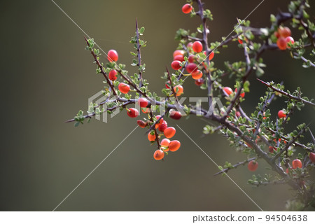 Piquillin, endemic wild fruits in the Pampas forest, Patagonia, Argentina 94504638