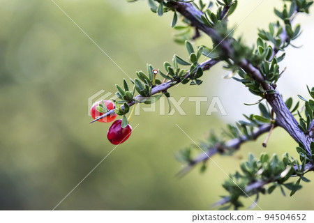 Piquillin, endemic wild fruits in the Pampas forest, Patagonia, Argentina Piquillin, endemic wild fruits in the Pampas forest, Patagonia, Argentina 94504652