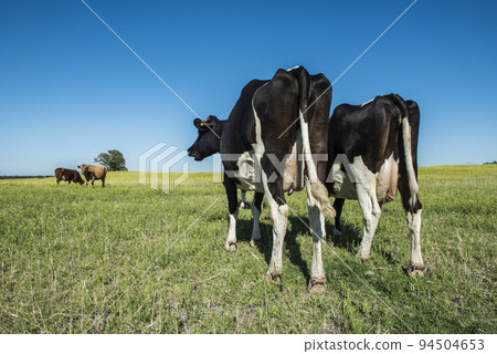 Cows in Countryside,in  Pampas landscape, Argentina 94504653
