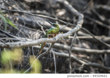 Rufous tailed Jacamar, Pantanal, Brazil Rufous tailed Jacamar, Pantanal, Brazil 94504681