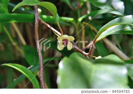 flower vine 94504785