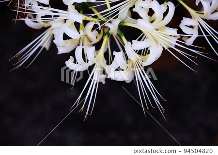 White cluster amaryllis White cluster amaryllis 94504820