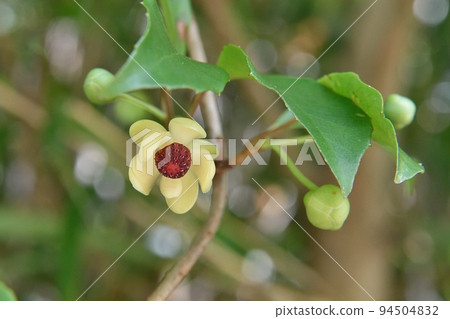 花藤 花藤 94504832