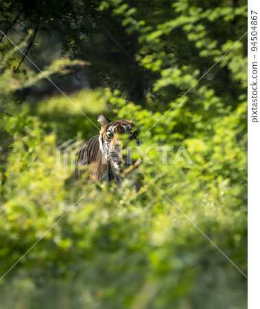 shy wild bengal female tiger or panthera tigris tigris hiding her face behind green grass in monsoon season safari in buffer zone area at ranthambore national park tiger reserve rajasthan india asia 94504867