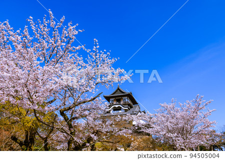 National Treasure Inuyama Castle, when the cherry blossoms bloom 94505004