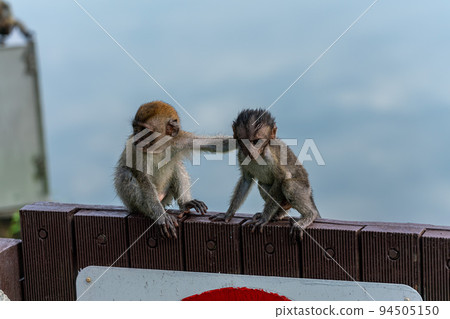 Cynomolgus monkey child 94505150