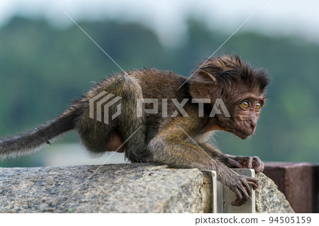 食蟹猴子 食蟹猴子 94505159