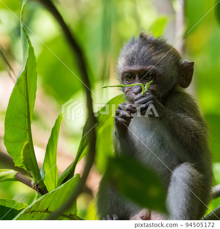 Cynomolgus monkey child 94505172