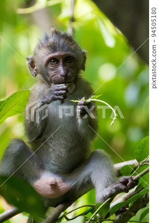Cynomolgus monkey child Cynomolgus monkey child 94505180