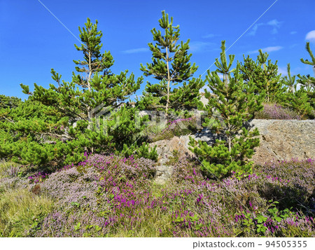 Beautiful heather and and trees in Burtonport, County Donegal, Ireland 94505355