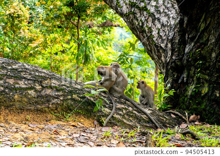 family of cynomolgus monkeys family of cynomolgus monkeys 94505413