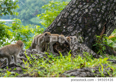 食蟹猴家族 94505416