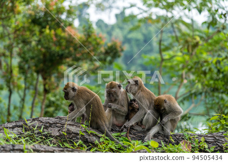 family of cynomolgus monkeys family of cynomolgus monkeys 94505434