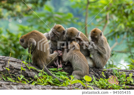 family of cynomolgus monkeys 94505435