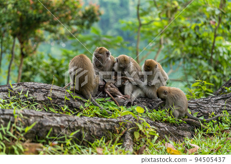family of cynomolgus monkeys 94505437