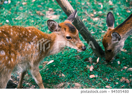 【#Nara】 Fawns in Nara Park 94505480