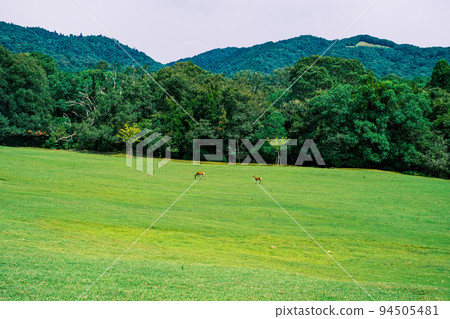 [#Nara] Deer in Nara Park 94505481