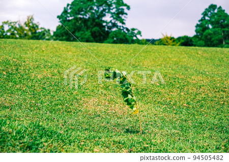 [#Nara] A single tree growing on the lawn 94505482