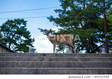 [#Nara] 興福寺附近樓梯上的鹿04 94505494