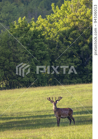 Deer grazing early in morning, Ceske Stredohori, Northern Bohemia, Czech Republic 94506013
