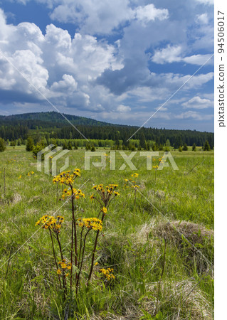Typical spring landscape near Stozec, Nation park Sumava, Czech Republic Typical spring landscape near Stozec, Nation park Sumava, Czech Republic 94506017