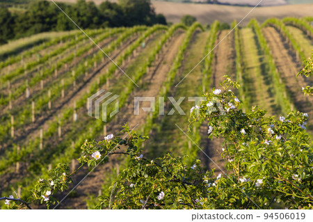 Spring vineyard near Cejkovice, Southern Moravia, Czech Republic Spring vineyard near Cejkovice, Southern Moravia, Czech Republic 94506019