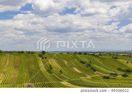 Spring vineyard near Cejkovice, Southern Moravia, Czech Republic Spring vineyard near Cejkovice, Southern Moravia, Czech Republic 94506022