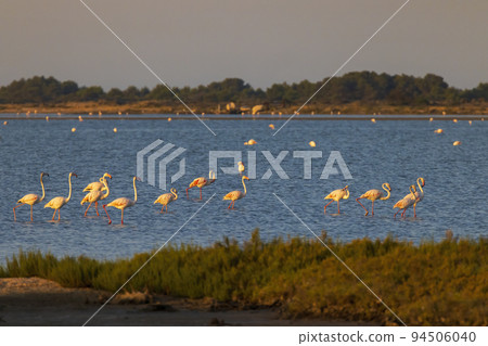 Flamingo in Parc Naturel regional de Camargue, Provence, France 94506040