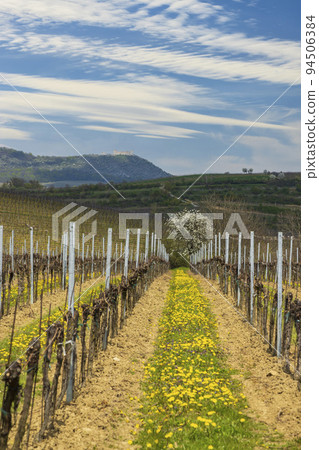 Spring vineyards under Palava near Milovice, Southern Moravia, Czech Republic Spring vineyards under Palava near Milovice, Southern Moravia, Czech Republic 94506384