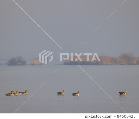 Wild goose, Lake Musov, Southern Bohemia, Czech Republic 94506423