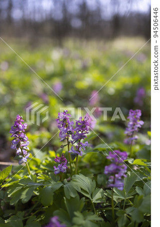 Hollow smokestack (Corydalis cava), spring forest, Southern Moravia, Czech Republic Hollow smokestack (Corydalis cava), spring forest, Southern Moravia, Czech Republic 94506446