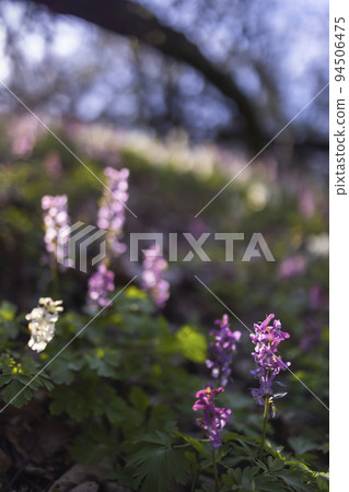 Hollow smokestack (Corydalis cava), spring forest, Southern Moravia, Czech Republic 94506475