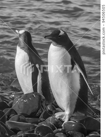 Gentoo Penguin, Pygoscelis papua,Neko Harbour,Antartica Peninsula. 94506505