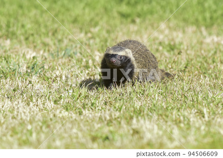 Little grison,Pampas, Patagonia, Argentina 94506609