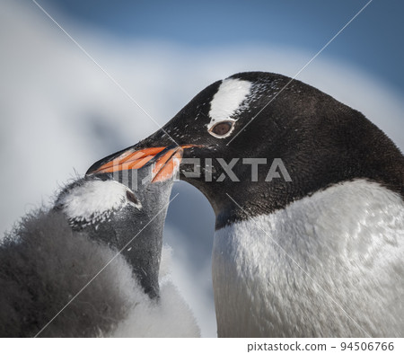Gentoo Penguin, Pygoscelis papua,Neko Harbour,Antartica Peninsula. Gentoo Penguin, Pygoscelis papua,Neko Harbour,Antartica Peninsula. 94506766