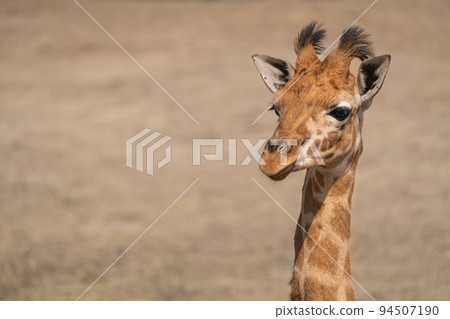 head of a baby giraffe 94507190