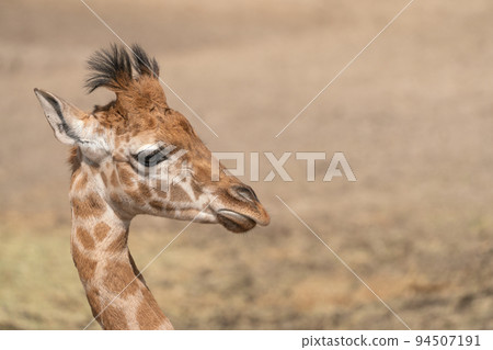 head of a baby giraffe 94507191