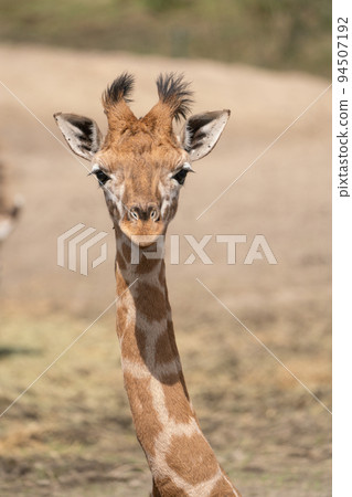 head of a baby giraffe 94507192