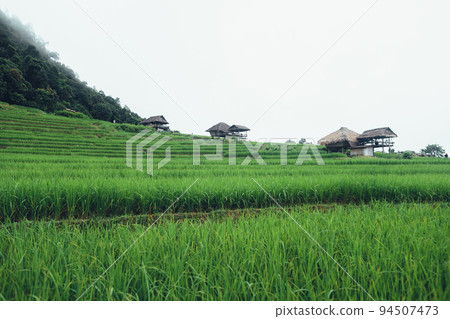 Green rice terraces and huts in the rainy season Green rice terraces and huts in the rainy season 94507473