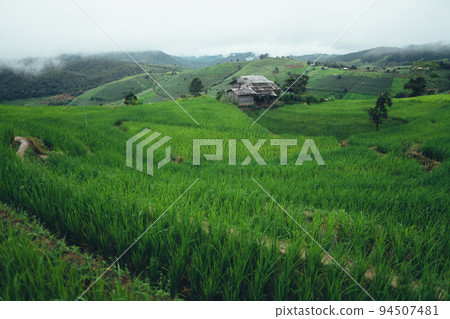Green rice terraces and huts in the rainy season Green rice terraces and huts in the rainy season 94507481