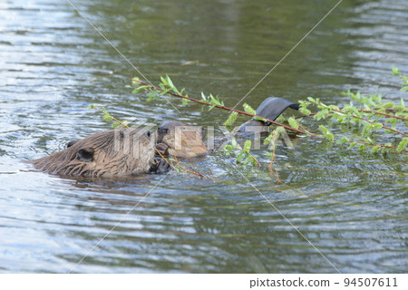 beaver eating on the water 94507611