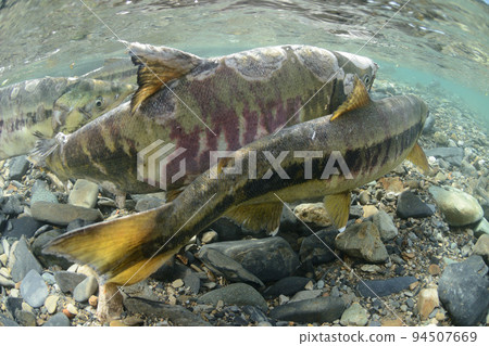 chum salmon running upstream chum salmon running upstream 94507669