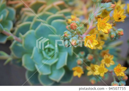 Graptoveria white peony succulent plant flower bud Graptoveria white peony succulent plant flower bud 94507735