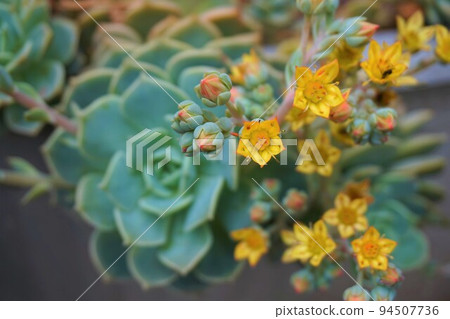Graptoveria 白牡丹肉質植物花蕾 94507736