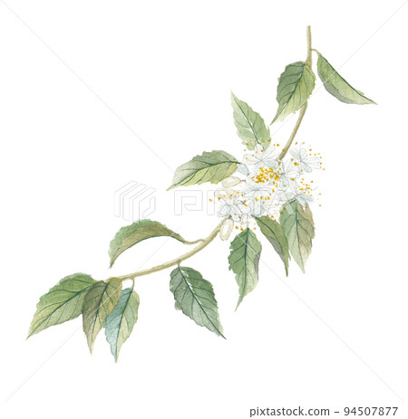 Japanese Hinoki Ash Tree 94507877