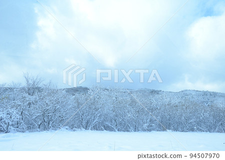 白雪覆蓋的樹木 白雪覆蓋的樹木 94507970