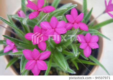 Attsuzakura Attsuzakura Road Hypoxis Attsuzakura Attsuzakura Road Hypoxis 94507971