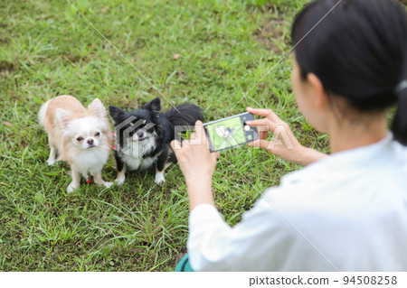 A woman taking a picture of her two chihuahuas with a smartphone A woman taking a picture of her two chihuahuas with a smartphone 94508258