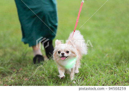 A long-coated Chihuahua walking on the lawn with a light collar A long-coated Chihuahua walking on the lawn with a light collar 94508259