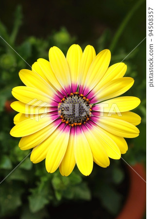 Tender yellow flower in blossom 94508357